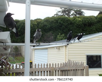 Australian Magpie Family Hanging Out In Domestic Bliss