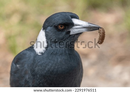 Australian Magpie (Gymnorhina tibicen), formerly (Cracticus tibicen) feeding on a worm, and in profile,  looking to the right.
