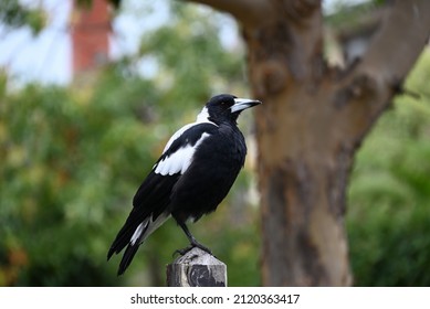 Australian magpie perched on a wooden fence post while crumbs of food sit atop its beak