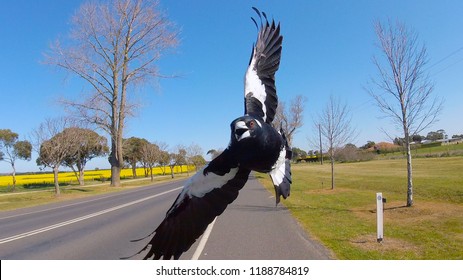 Australian Magpie Swooping