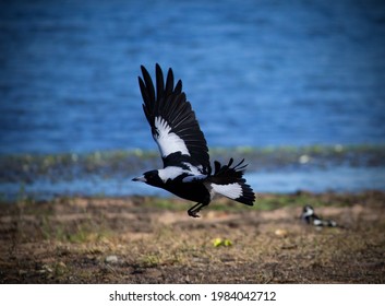 An Australian Magpie Taking Flight Next To A Lake, A Mudlark Behind It