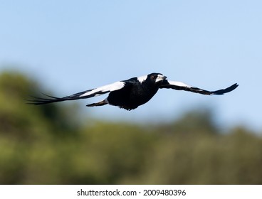 Australian Magpie territorial swooping in spring