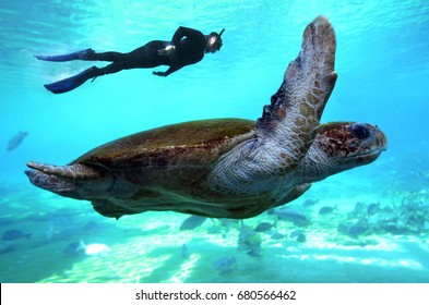 Australian Man Free Diving With Green Pacific Sea Turtle In The Great Barrier Reef In Queensland Australia.Real People. Copy Space