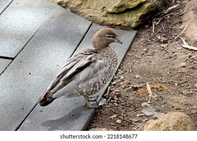 The Australian Maned Duck Has A Tan Head And White Freckles On Its Chest And Grey Wings