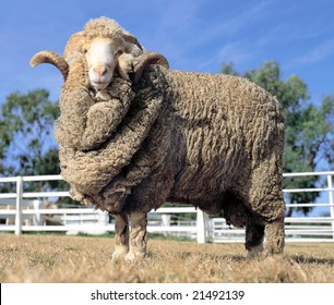 Australian Merino Sheep