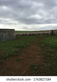 Australian Merino Sheep Being Yarded In A Paddock.