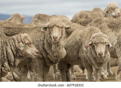 Australian Merino Sheep Grazing In Rural New South Wales, Australia.