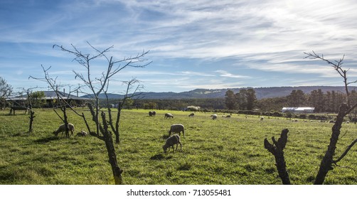 Australian Merino Sheep Grazing In Rural New South Wales, Austra