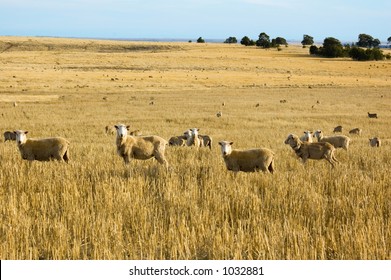 Australian Merino sheep grazing in a straw paddock.