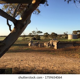 Australian Merino Sheep And Lambs Like To Play On Obstacles.