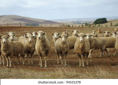 Australian Merino Sheep On Rural Sheep Farm Property Looking