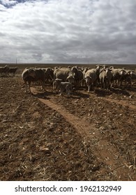 Australian Merino Sheep In A Paddock.