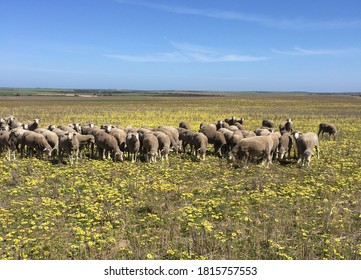 Australian Merino Sheep In A Pasture Filled With Dandelions.