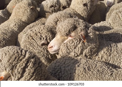 Australian Merino Sheep In Pens Outside Of The Shearing Shed