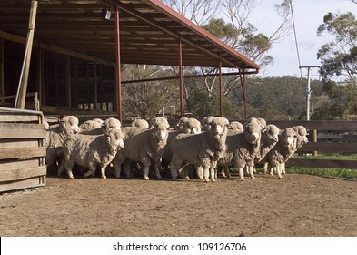 Australian Merino sheep in pens outside of the shearing shed