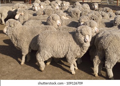 Australian Merino Sheep In Pens Outside Of The Shearing Shed