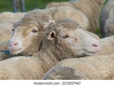 Australian Merino Sheep In Sale Yard , Ready To Sell.