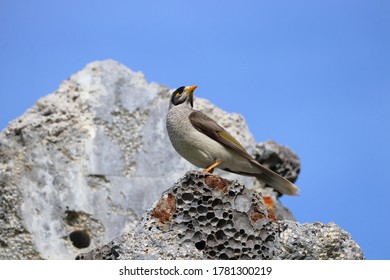 Australian Miner Bird On A Piece Of Broken Concrete