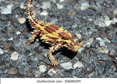 Australian Moloch Horridus Lizard