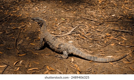 Australian monitor lizard or goanna. - Powered by Shutterstock