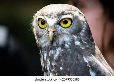 An Australian Morepork Owl Staring.