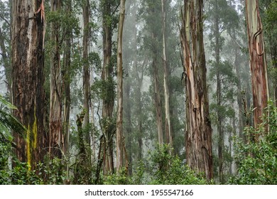 Australian Mountain Ash, Eucalyptus regnans, known variously as mountain ash, swamp gum, or stringy gum, is a species of medium-sized to very tall forest tree that is native to Tasmania and Victoria, 
