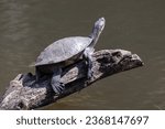 Australian Murray River Turtle basking on log in river
