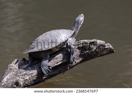 Australian Murray River Turtle basking on log in river Stock foto © 