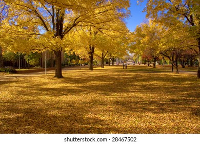 Australian National University, University Avenue During Autumn.