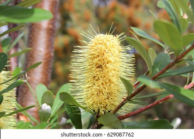 Australian Native Banksia Flower