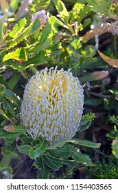 Australian Native Banksia Serrata Inflorescence Growing In Woodland Sydney, NSW, Australia. Also Known As The Old Man Banksia Or Saw-tooth Banksia