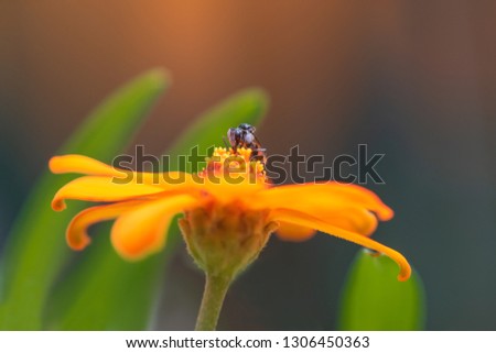 Australian Native Bee