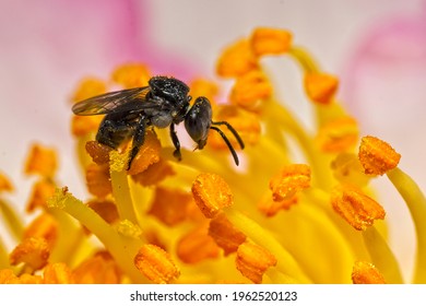 Australian Native Bee Gathering From A Flower