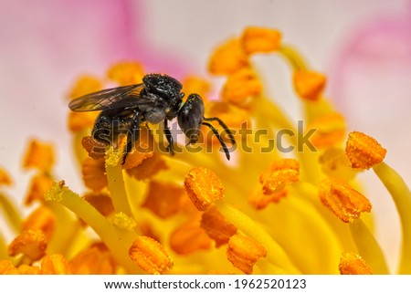Australian native bee gathering from a flower