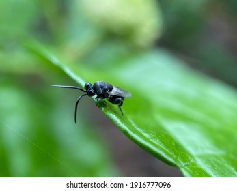 Australian Native Bee Resting On A Leaf