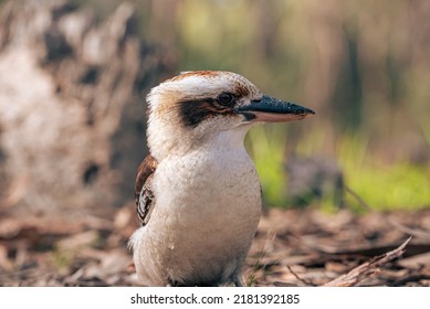 An Australian Native Bird Kookaburra 