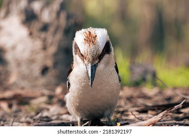 An Australian Native Bird Kookaburra 