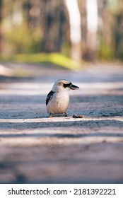 An Australian Native Bird Kookaburra 