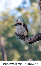 An Australian Native Bird Kookaburra 