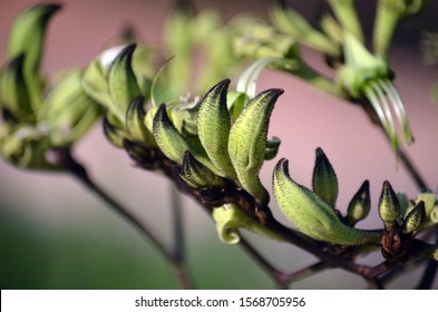 Australian native Black Kangaroo Paw flowers, Macropidia fuliginosa, family Haemodoraceae. Endemic to south west Western Australia. Distinct genus from Anigozanthos species of kangaroo paws.