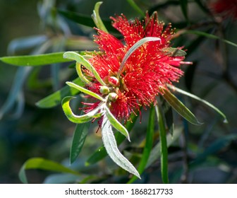 Australian Native Bottlebrush (callistemon) With Red Flowers