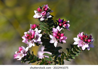 Australian Native Box-leaf Wax Flower