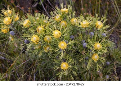 Australian Native Broad-leaf Drumstick Plant In Flower