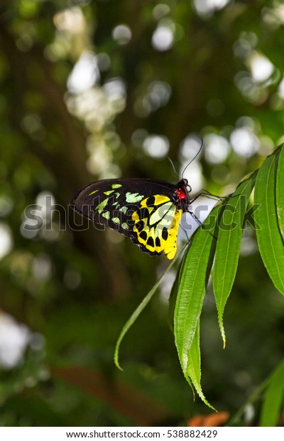 Australian Native Butterflies Kuranda Butterfly Sanctuary Stock