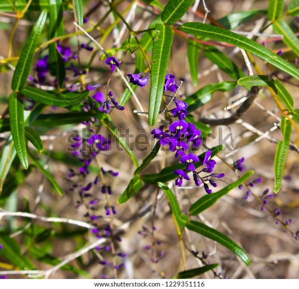 Australian Native Creeper Hardenbergia Violaceae Deep Stock Photo ...