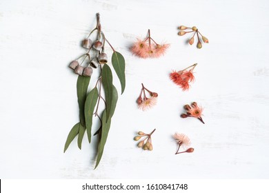 Australian Native Eucalyptus Leaves And Flowering Gum Nuts Photographed On A Rustic White Background, Shot From Above.