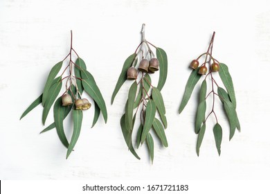 Australian Native Eucalyptus Leaves And Flowering Gum Nuts, Photographed On A Rustic White Background From Above.