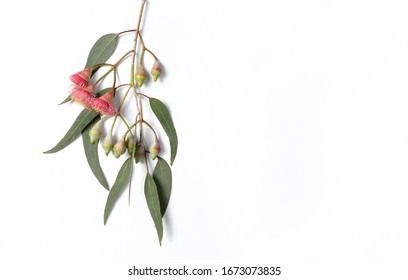 Australian Native Eucalyptus Leaves And Flowering Gum Nuts On A White Background Photographed From Above.