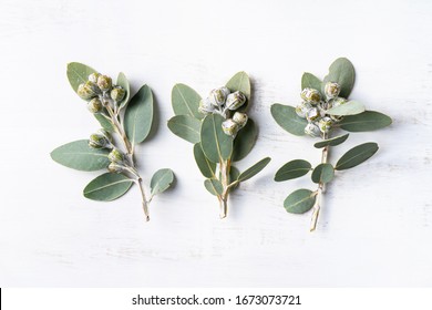 Australian Native Eucalyptus Leaves And Gum Nuts On White Washed Wood Surface, Photographed From Above.