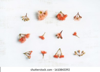 Australian Native Eucalyptus Tree Flowering Gun Nuts In Beautiful Reds And Pinks, Photographed From Above On A Rustic White Background.